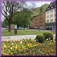 Wiese